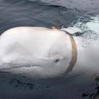 Russian 'spy' whale surfaces in Sweden