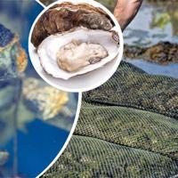 Türkiye gears up to launch oyster farming – Türkiye News