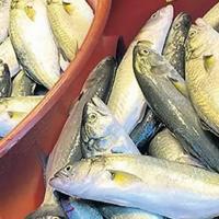 Bosphorus witnesses abundance in bluefish - Türkiye News