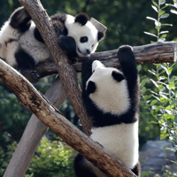 Berlin Zoo Sends The First Giant Pandas Born In Germany To China