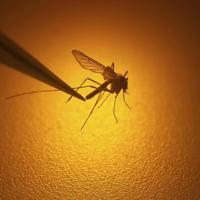Dengue, mosquito-borne diseases rising in Europe – World News