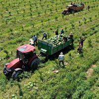 Euro 2024 boosts Adana’s watermelon exports – Türkiye News
