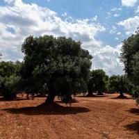 Producers expect olive surge despite previous challenges – Türkiye News