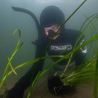 Researchers discover 1,400-year-old seagrass in Finland