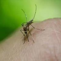 Türkiye reports 6 West Nile virus cases – Türkiye News