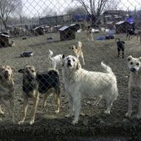 British couple adopts out stray dogs in Turkish city