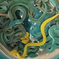 Indian caught at airport with venomous vipers - World News