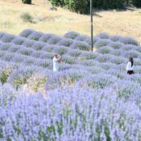 Lavender season transforms rural Türkiye into tourism hubs