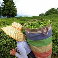 Turkish tea exported to 104 countries in January-June