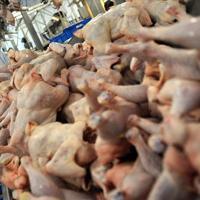 Chicken meat production rises 12 percent in May