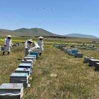 Türkiye seeks to promote beekeeping tourism as sector faces challenges ...