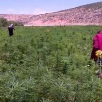 Lebanon turns to cannabis cultivation as economic lifeline
