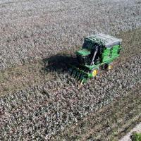 Cotton producers grapple with global headwinds, climate change