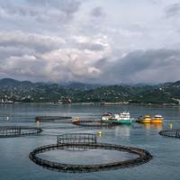 Over 2 tons of ghost nets removed from Black Sea as part of int’l project