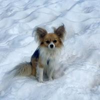 Most dogs have some wolf DNA, even chihuahuas - Hürriyet Daily News