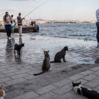 Cats meow more frequently to male owners, Turkish study finds