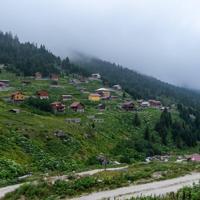 Black Sea steps up forest renewal as climate change hits iconic woodlands