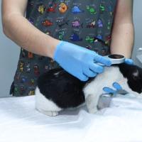 Pet owners to face fines as microchipping deadline approaches