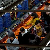 Türkiye sets all-time mandarin export record