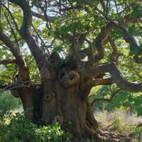 Türkiye protects 10,503 monumental trees and 319 caves nationwide