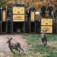 Endangered red deer bred in Istanbul as part of conservation drive