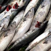 Türkiye hits all-time high in fisheries production