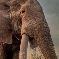 Kenya pays tribute to beloved 'super tusker' elephant