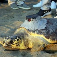 Loggerhead ‘Tuba’ once again in Aegean, Mediterranean waters