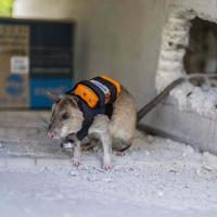 Backpack-wearing rats to search for survivors beneath rubble in Türkiye