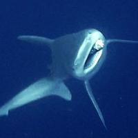 Industrial divers free shark entangled in fishing gear off Antalya