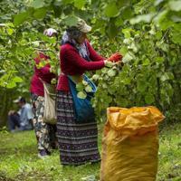 Turkish hazelnuts reach 122 markets in 2025