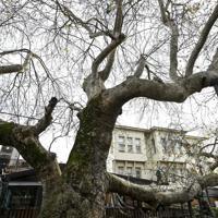 Istanbul’s monumental trees stand through centuries