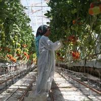 Country ranks fourth globally in greenhouse production
