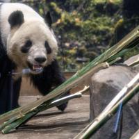 The last 2 pandas in Japan leave for China as ties are strained
