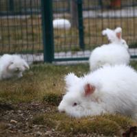 Ankara rabbit breed revived in its homeland