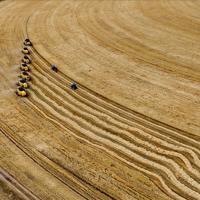 Türkiye expects record wheat production amid recent rainfall