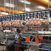 Trade Ministry halts chicken exports ahead of Ramadan