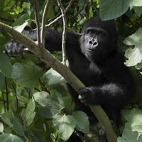 Türkiye thwarts massive wildlife smuggling attempts at border crossings