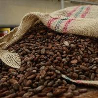 Türkiye cocoa exports hit all-time high of $1.7 billion in 2025
