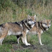 France to loosen rules on shooting wolves