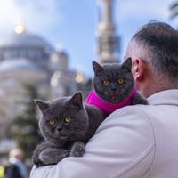 Istanbul’s ‘traveling cat’ now joined by his kitten