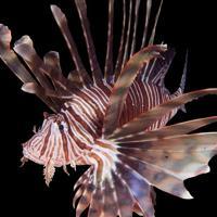 Türkiye to establish invasive alien species list, monitoring system