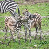 Zebra population at Bursa Zoo rises to 11