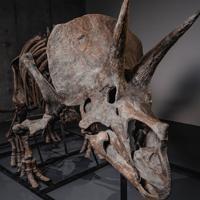 Triceratops skeleton heads to auction