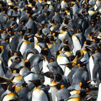 King penguins temporarily benefit from warming world