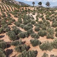 Türkiye maps climate adaptation strategy for olives as drought pressures mount