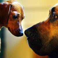 Oldest dog DNA suggests 16,000 years of human companionship