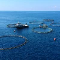 Record start to 2026 flags landmark year for Turkish seafood