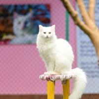 Van cat research center welcomes first litters of 2026