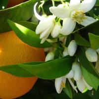 Bloom with the spring